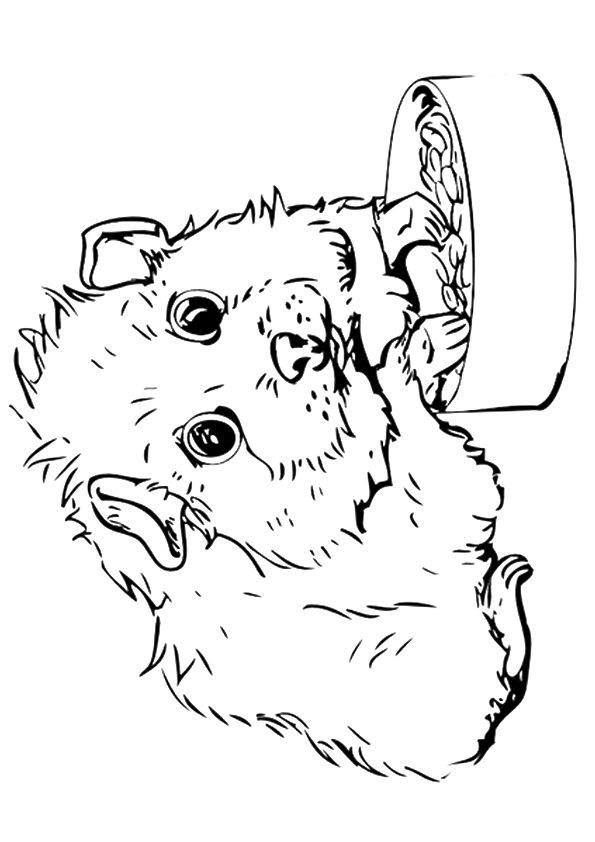 Guinea Pig: Coloring Pages & Books - 100% FREE and printable!