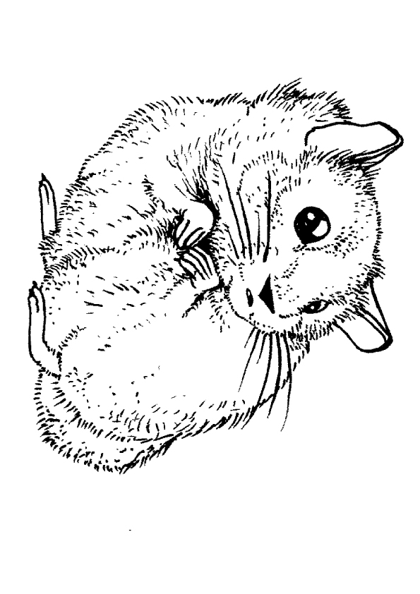 hamster-coloring-page-0006-q2