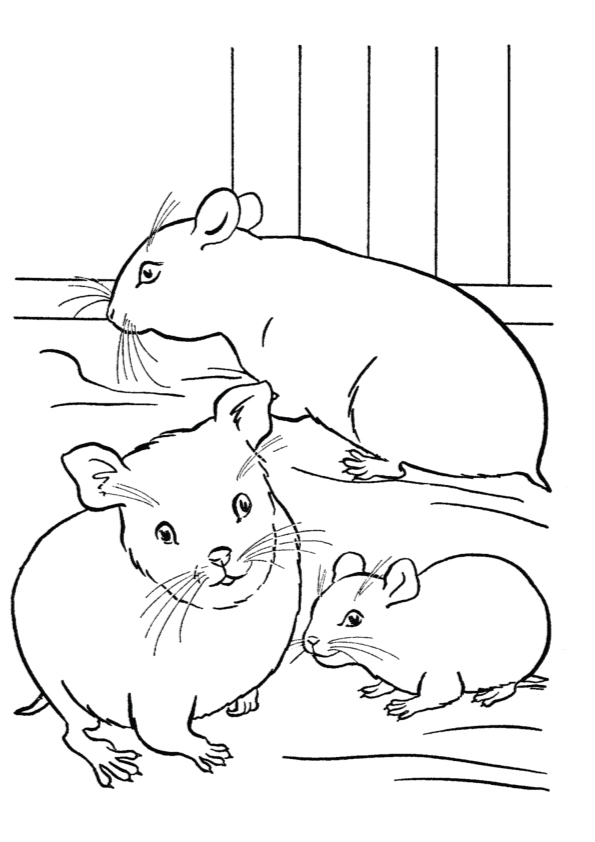 hamster-coloring-page-0012-q2