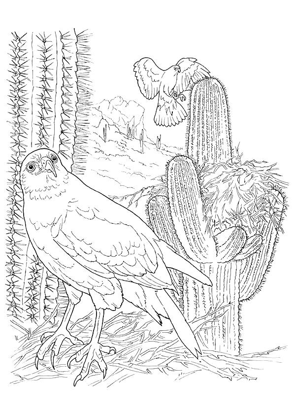 hawk-coloring-page-0003-q2