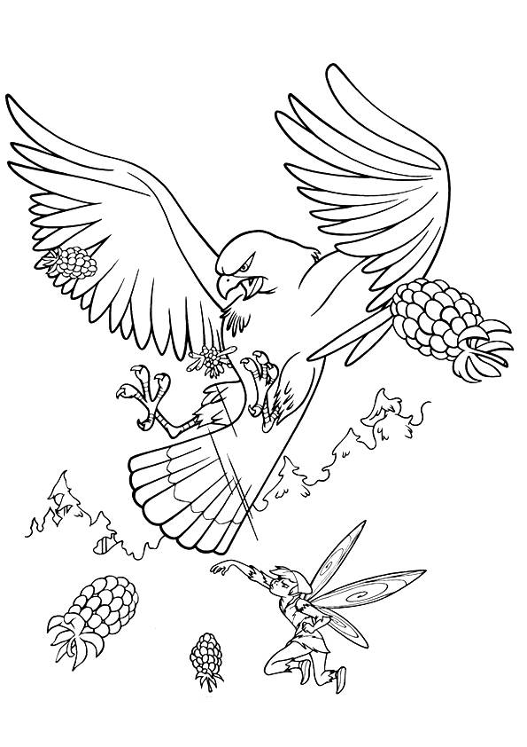 hawk-coloring-page-0010-q2