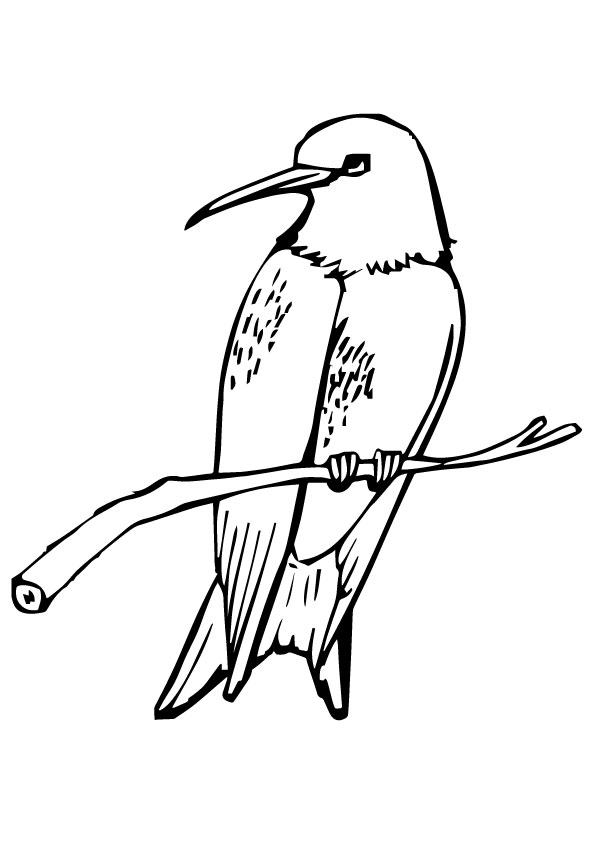 hummingbird-coloring-page-0016-q2