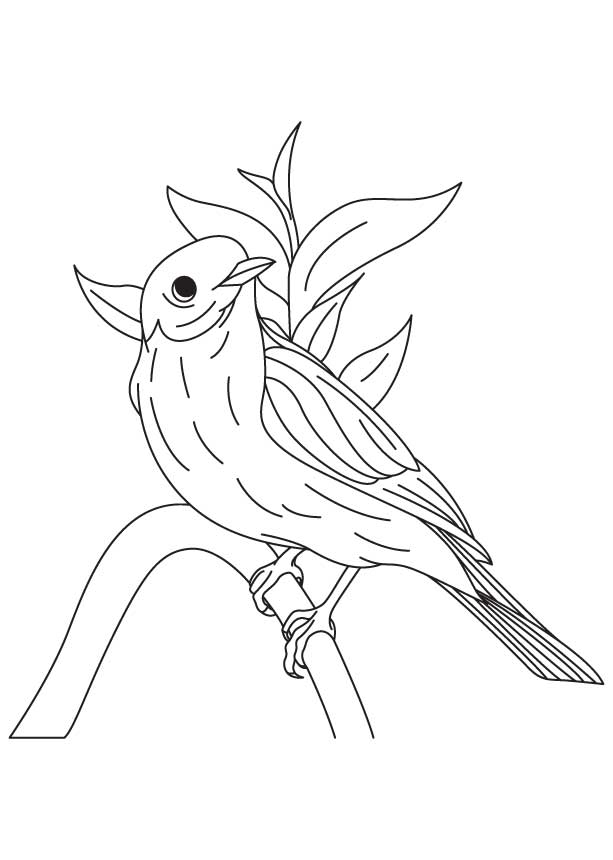 hummingbird-coloring-page-0019-q1
