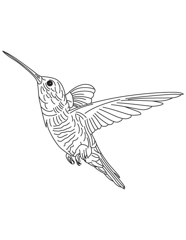 hummingbird-coloring-page-0024-q1