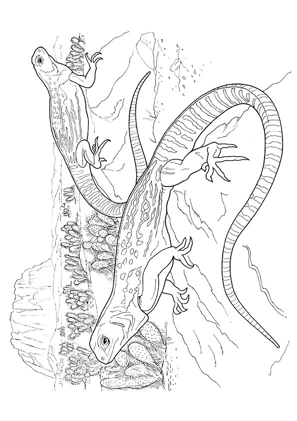 iguana-coloring-page-0002-q2