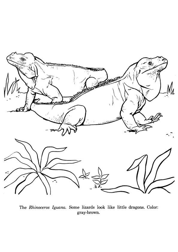 iguana-coloring-page-0009-q2
