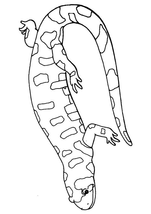 iguana-coloring-page-0013-q2