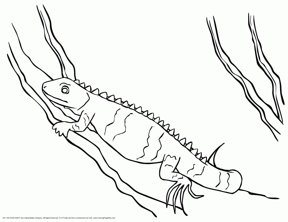 iguana-coloring-page-0016-q1