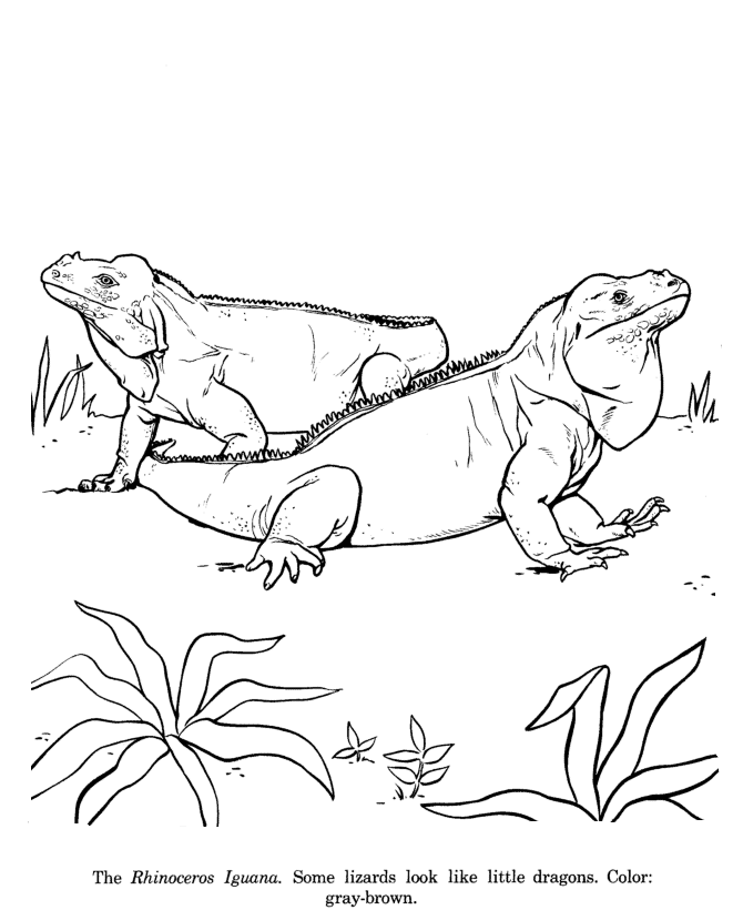 iguana-coloring-page-0017-q1