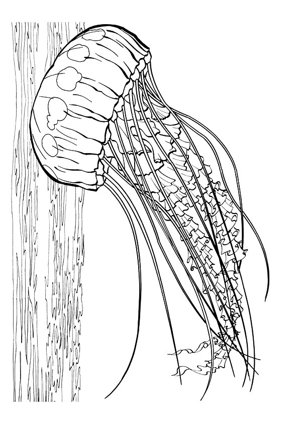 jellyfish-coloring-page-0006-q2
