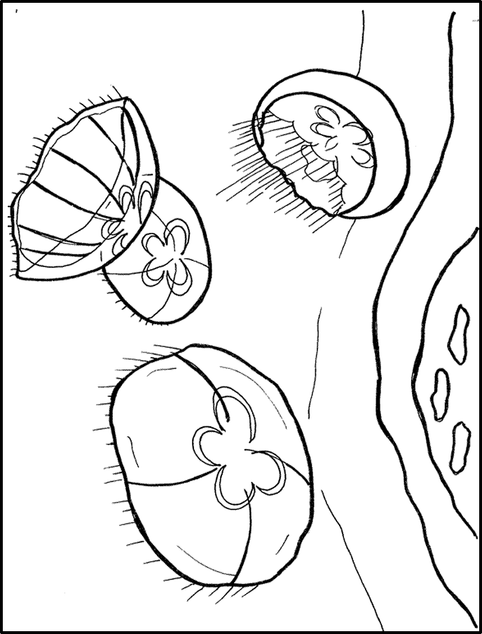 jellyfish-coloring-page-0036-q1
