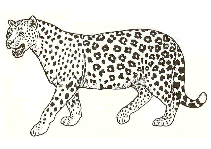 leopard-coloring-page-0006-q1