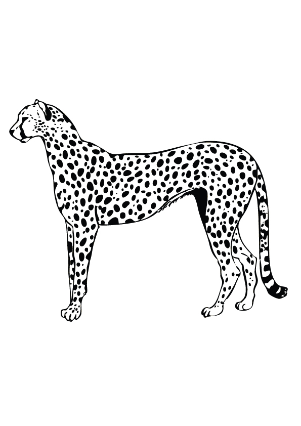 leopard-coloring-page-0010-q2