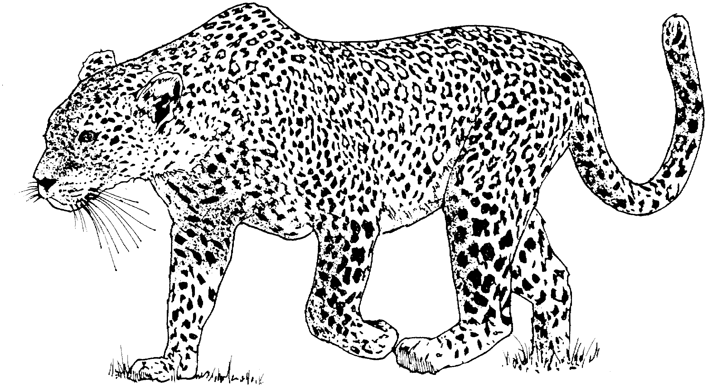 leopard-coloring-page-0017-q1