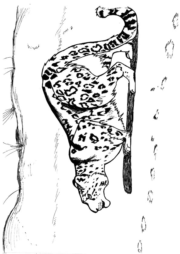 leopard-coloring-page-0030-q2