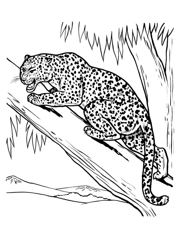 leopard-coloring-page-0033-q2