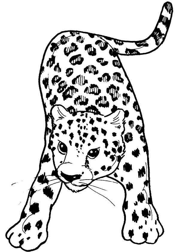 leopard-coloring-page-0036-q2