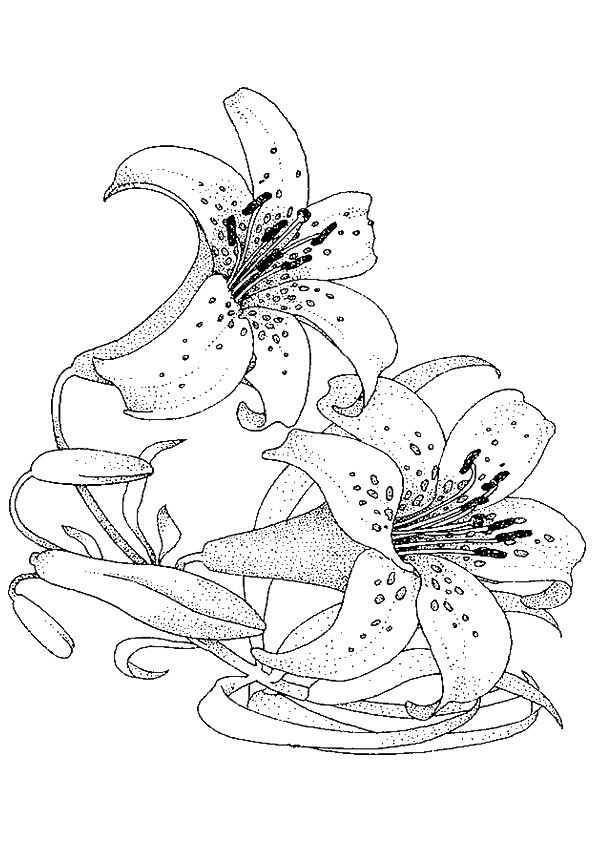 lily-coloring-page-0003-q2