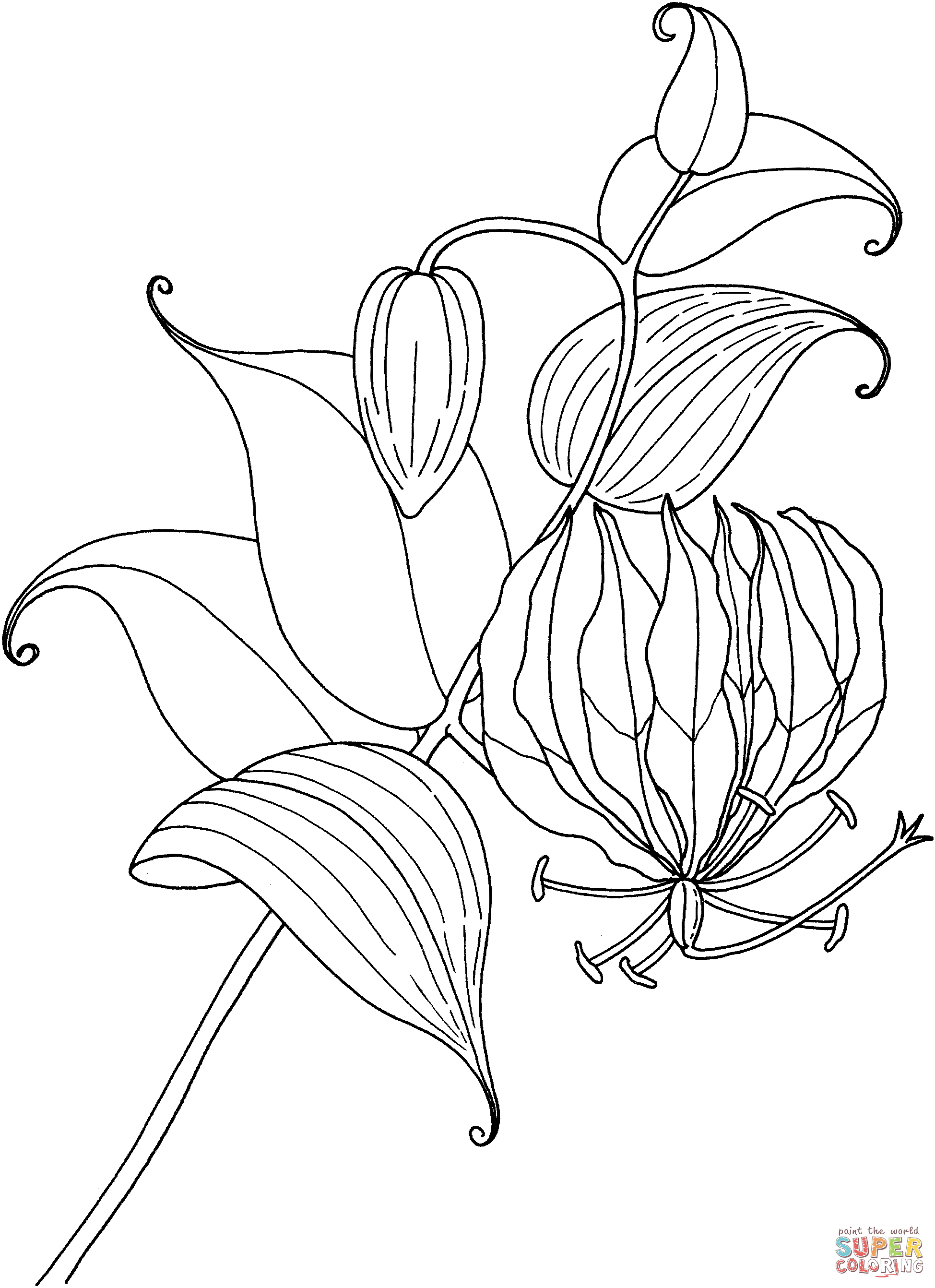 lily-coloring-page-0007-q1