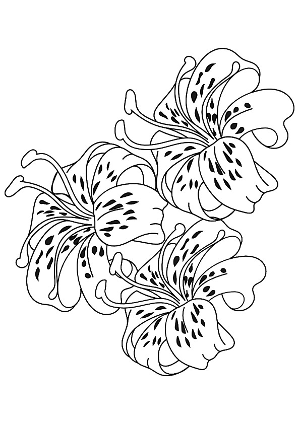 lily-coloring-page-0008-q2