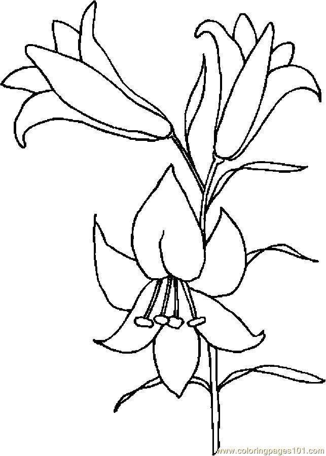 lily-coloring-page-0016-q1