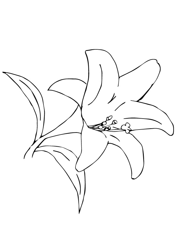 lily-coloring-page-0026-q2