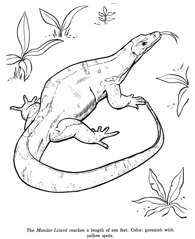 lizard-coloring-page-0031-q1