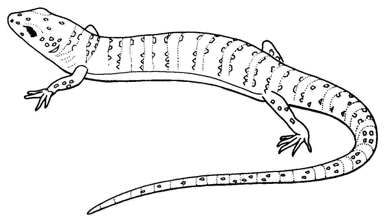 lizard-coloring-page-0045-q1