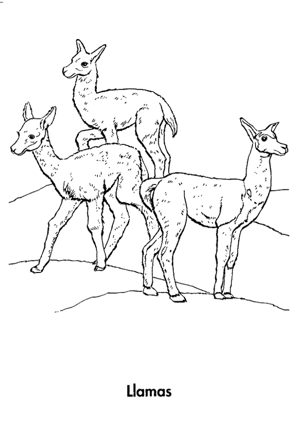 llama-coloring-page-0004-q2