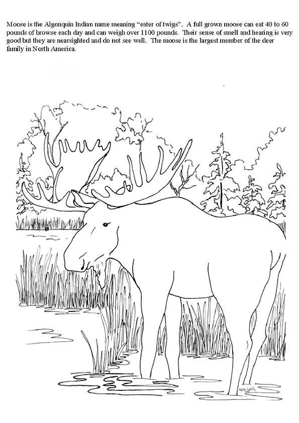 moose-coloring-page-0018-q2