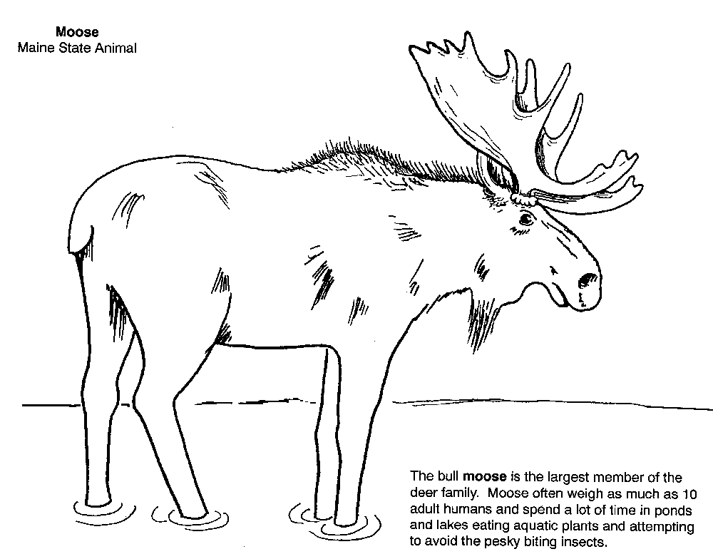 moose-coloring-page-0046-q1