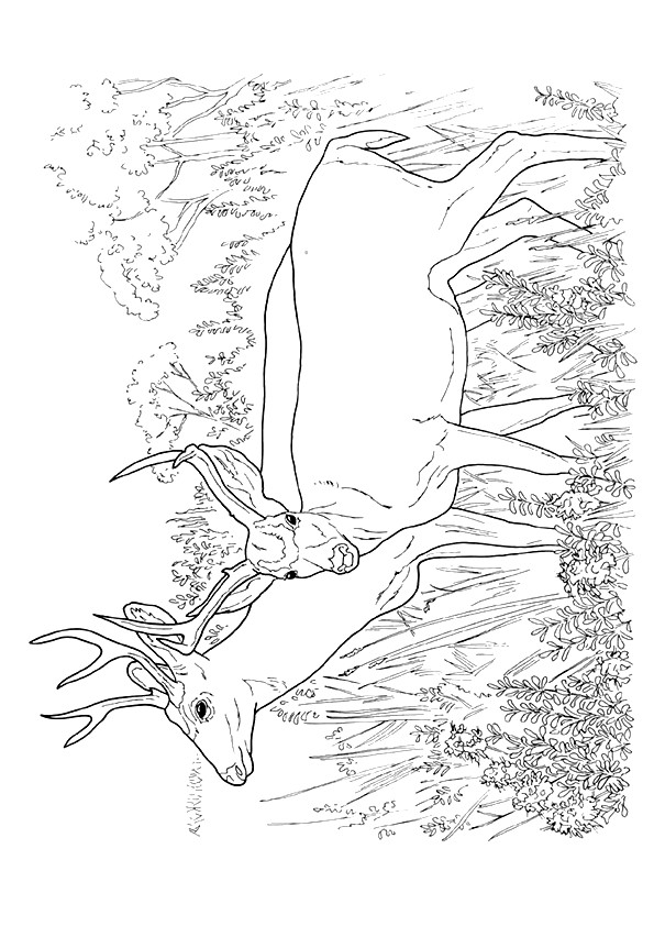 moose-coloring-page-0048-q2