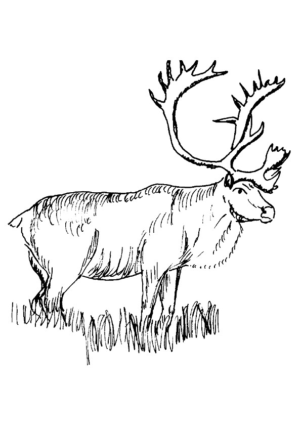 moose-coloring-page-0052-q2