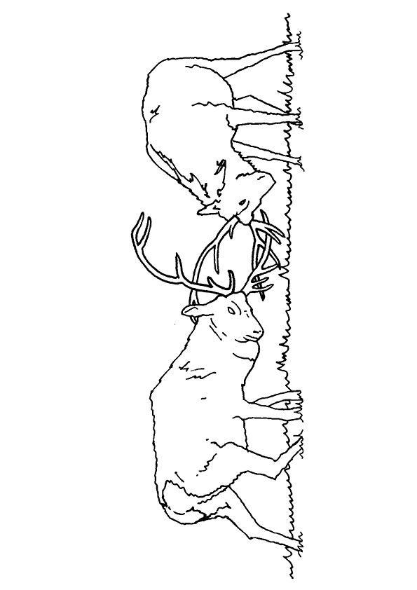 moose-coloring-page-0056-q2