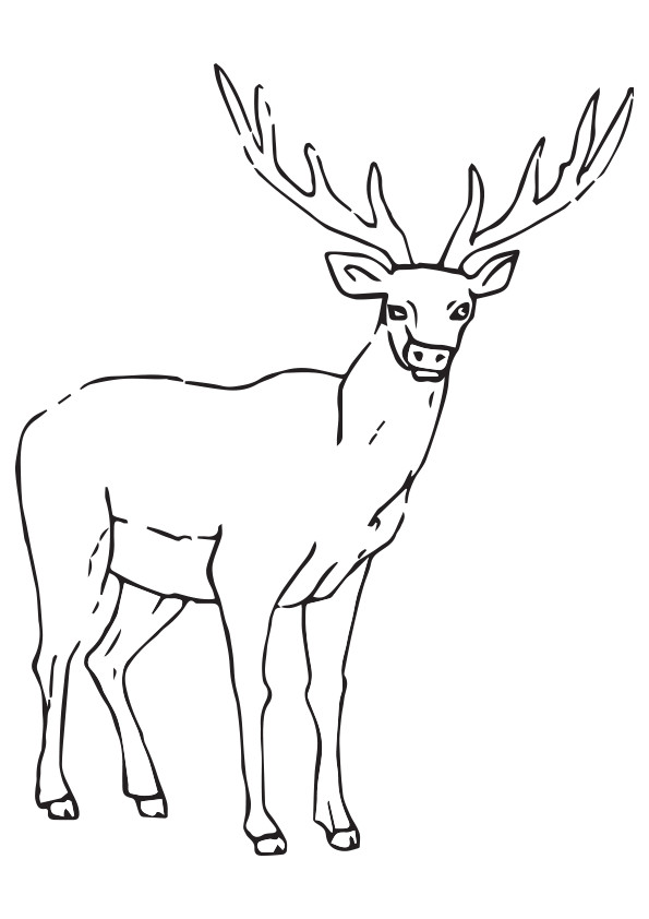 moose-coloring-page-0057-q2