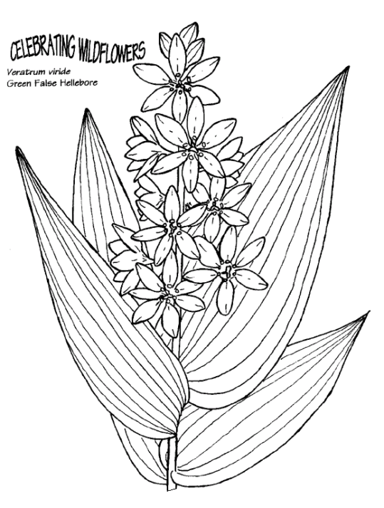 nature-coloring-page-0016-q3