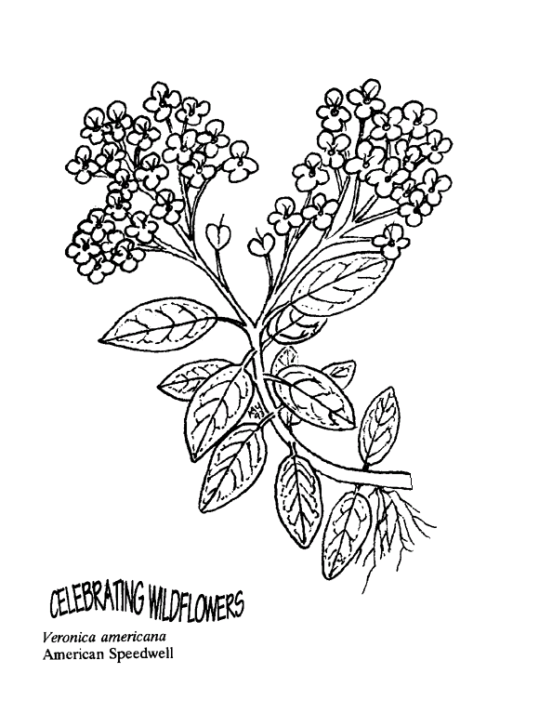 nature-coloring-page-0049-q3