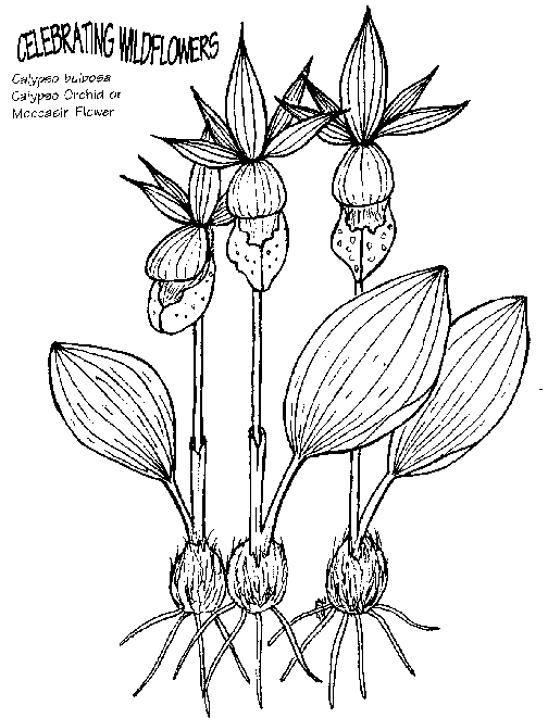 nature-coloring-page-0093-q3