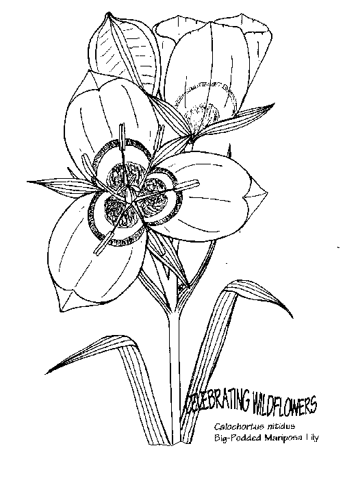 nature-coloring-page-0098-q3