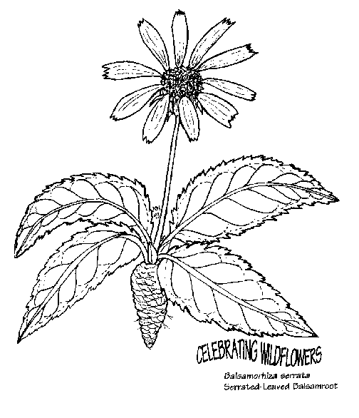 nature-coloring-page-0105-q3