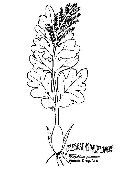nature-coloring-page-0109-q3