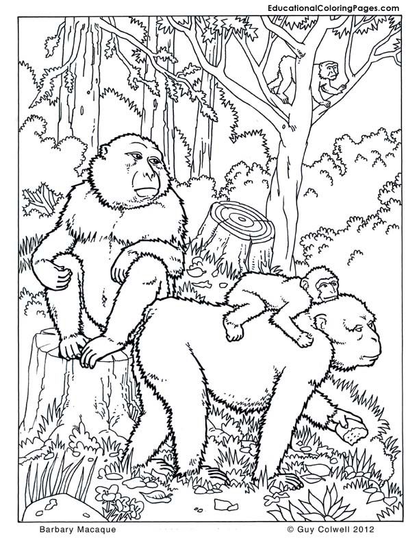 orangutan-coloring-page-0007-q1