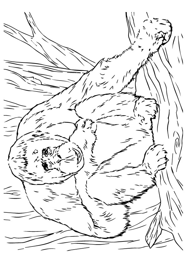  Orangutan  Coloring Pages Books 100 FREE and printable  