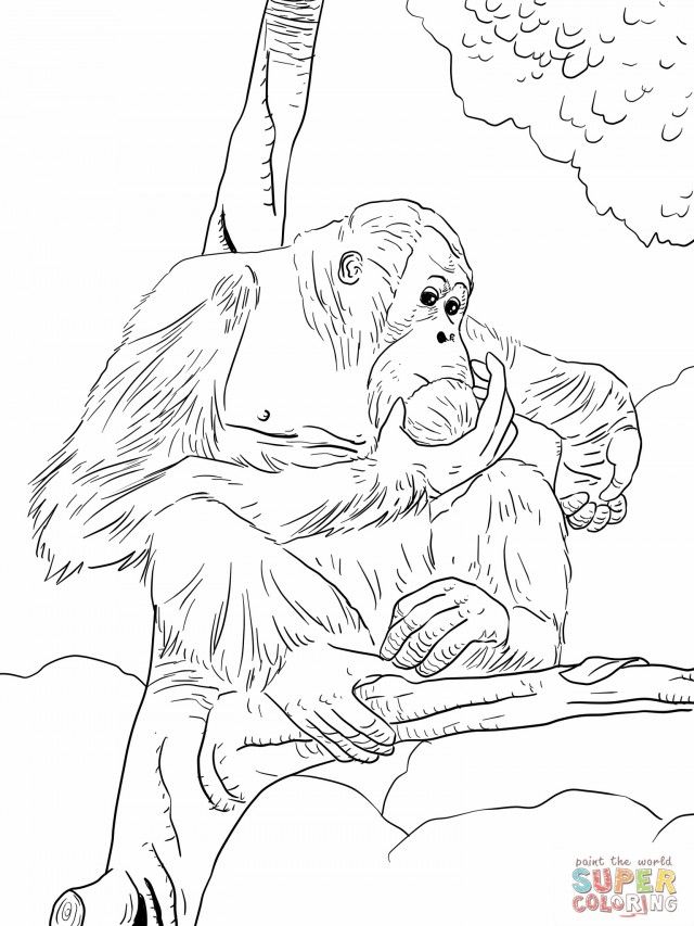 orangutan-coloring-page-0018-q1