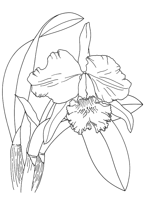 orchid-coloring-page-0003-q2