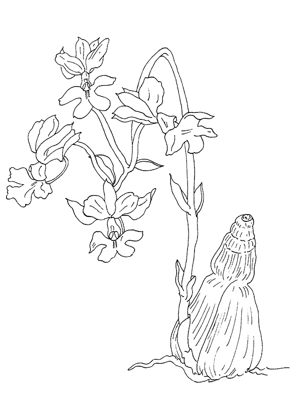 orchid-coloring-page-0005-q2