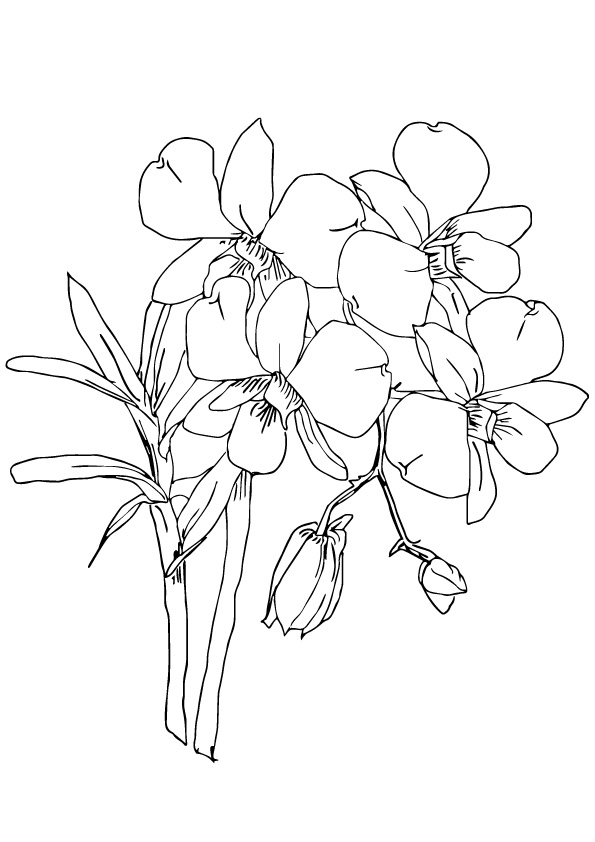 orchid-coloring-page-0008-q2