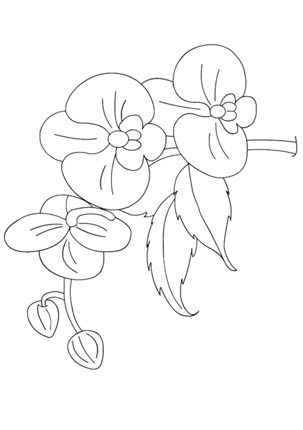 orchid-coloring-page-0009-q2