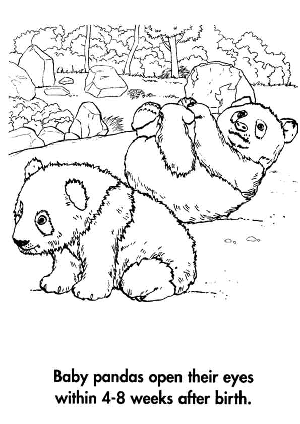 panda-coloring-page-0018-q2