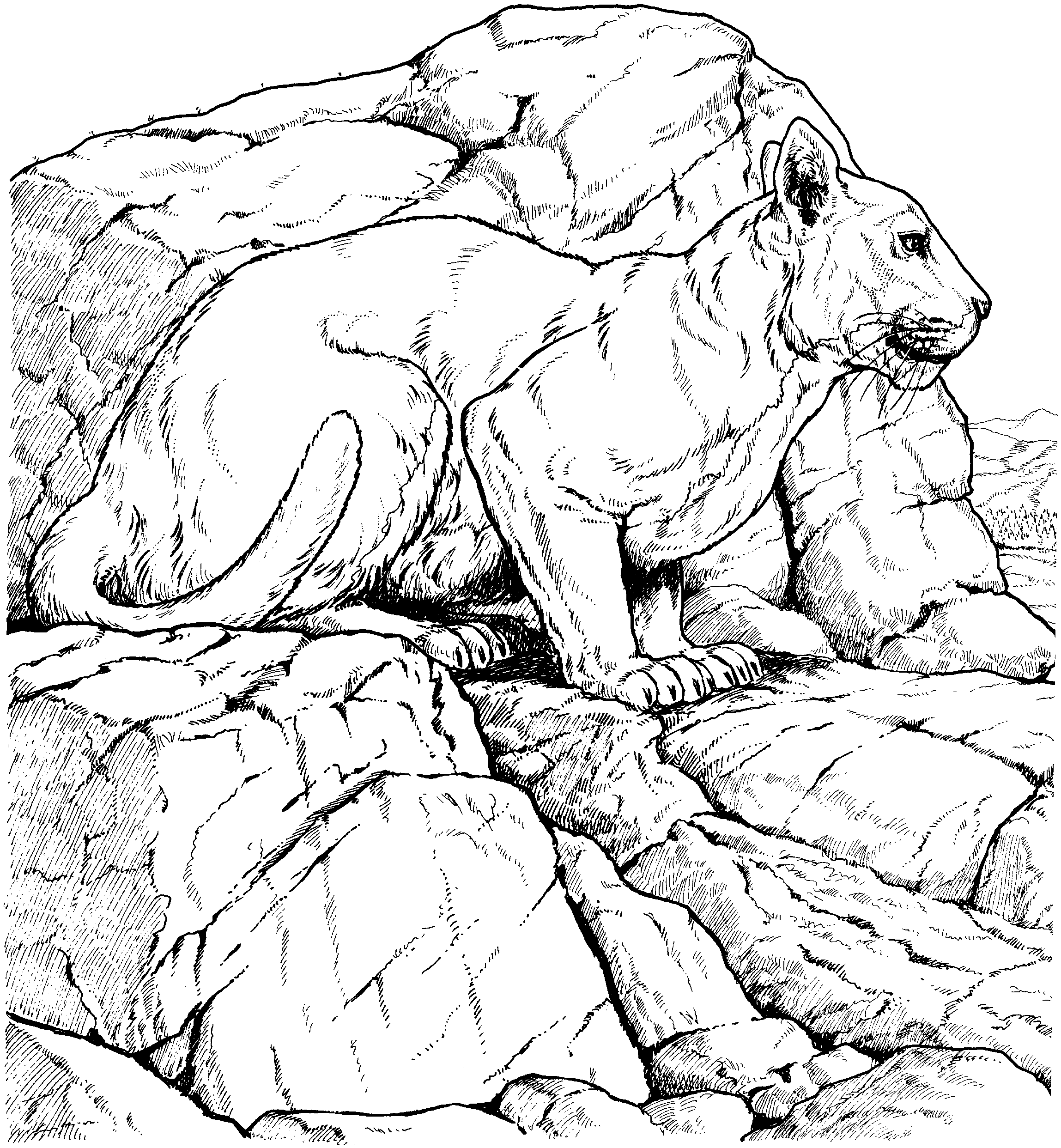 panther-coloring-page-0001-q1